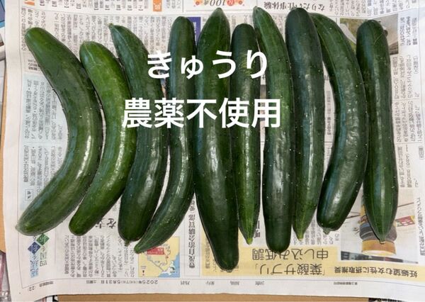 きゅうり 農薬不使用 箱込み1.2キロ