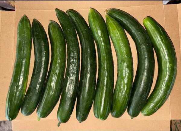 きゅうり 農薬不使用 箱込み1.1キロ