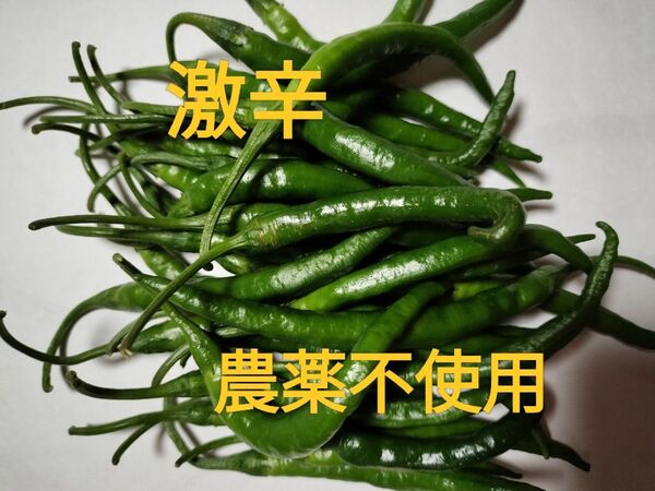 青唐辛子 激辛 【農薬不使用】