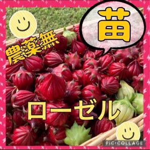 ローゼル苗 ハイビスカ 6苗