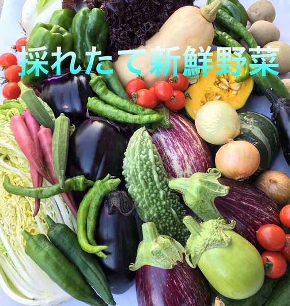夏野菜セット 60サイズ
