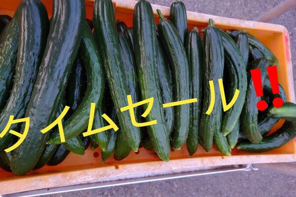 群馬産 不揃いキュウリ!