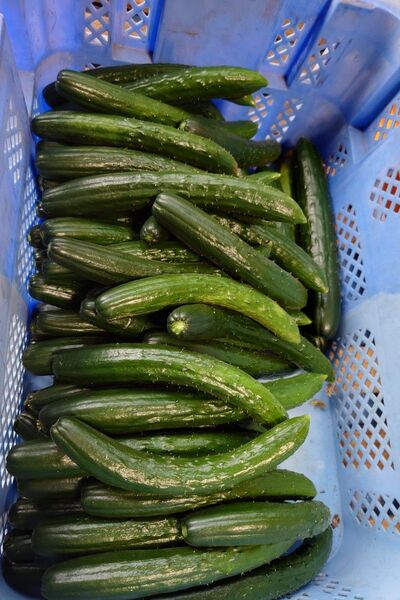 群馬産 訳あり不揃いキュウリ!60サイズに入るだけ