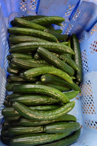 群馬産 訳あり不揃いキュウリ!60サイズに入るだけ