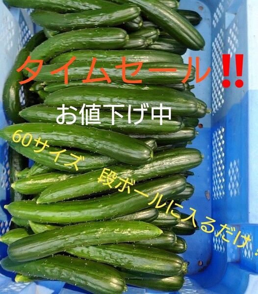 群馬産 訳あり不揃いキュウリ!60サイズに入るだけ