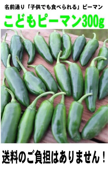ひろくん畑【育苗期間中も農薬は使っていません】子供でも食べられるこどもピーマン300g 送料無料