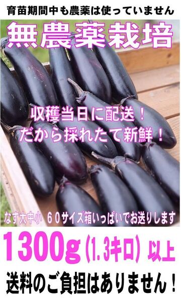 ひろくん畑【育苗期間中も農薬は使っていません】ナス1,300g(1,3キロ)以上 送料無料