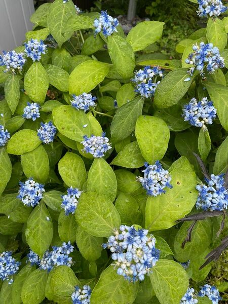 紫陽花 碧の瞳 1株 あじさい アジサイ 宿根草 常緑 日陰 シェード