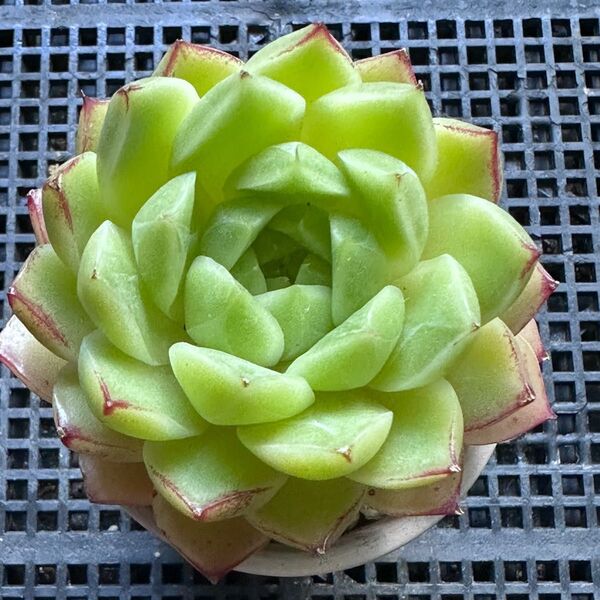 新入荷 エケベリア フウヒ()多肉植物 人気品種