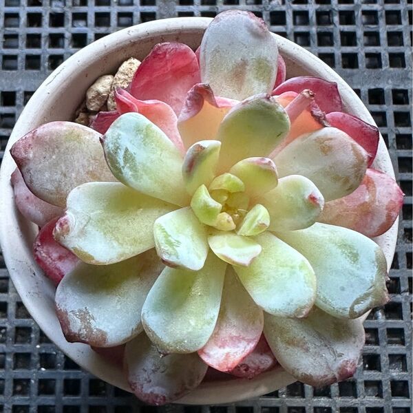 多肉植物 エケベリア ピンキー