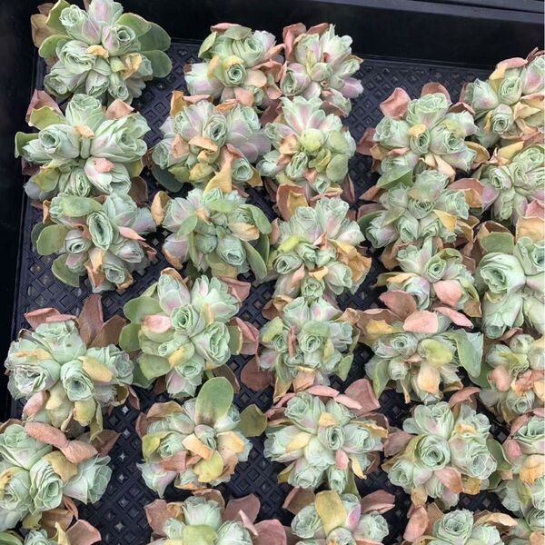 新品種 グリーノビア 淑女 5株セット アエオニウム 観葉植物 多肉植物
