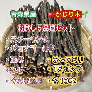 青森県産 りんごの木 かじり木 5品種セット 50本
