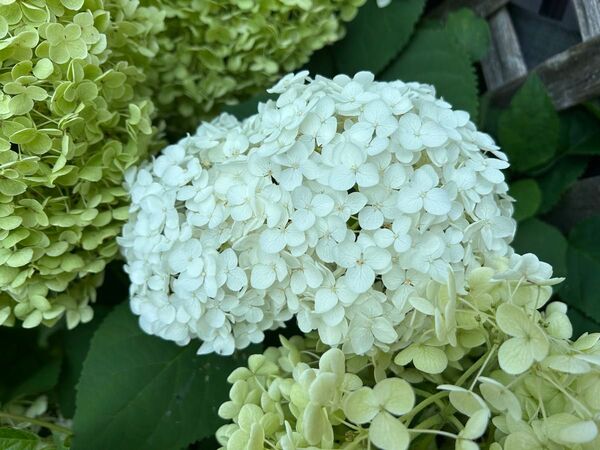 紫陽花 アナベル白 挿し穂 太枝6本紫陽花