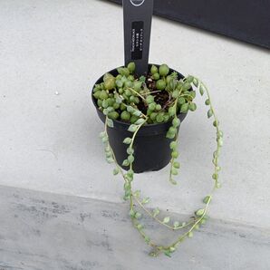 Senecio herreianus 多肉植物 ピーチネックレスカット苗