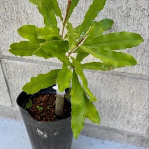 マカダミアナッツ 接木苗 Cate
