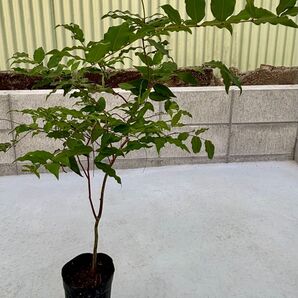 熱帯果樹 ジャボチカバ paurista