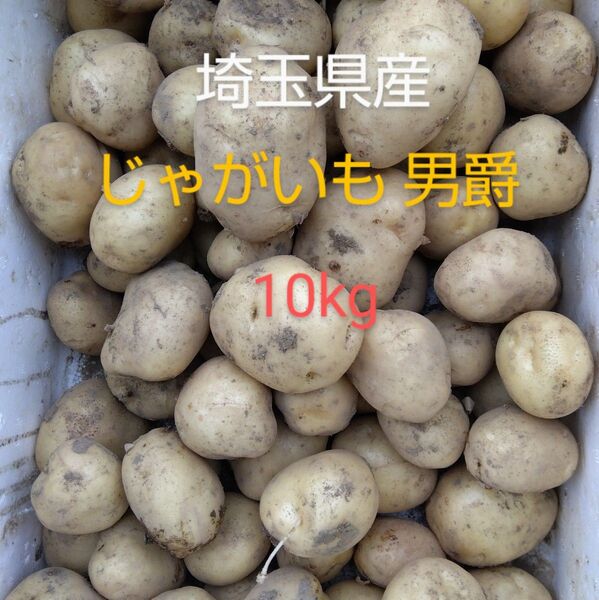 訳あり じゃがいも 男爵 10kg 埼玉県産