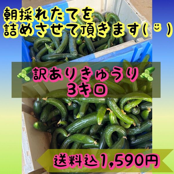 きゅうり(訳あり!)3kg 安い!8/2以降の発送になりますm(_ _)m※発送予定早めたい方はコメントください!
