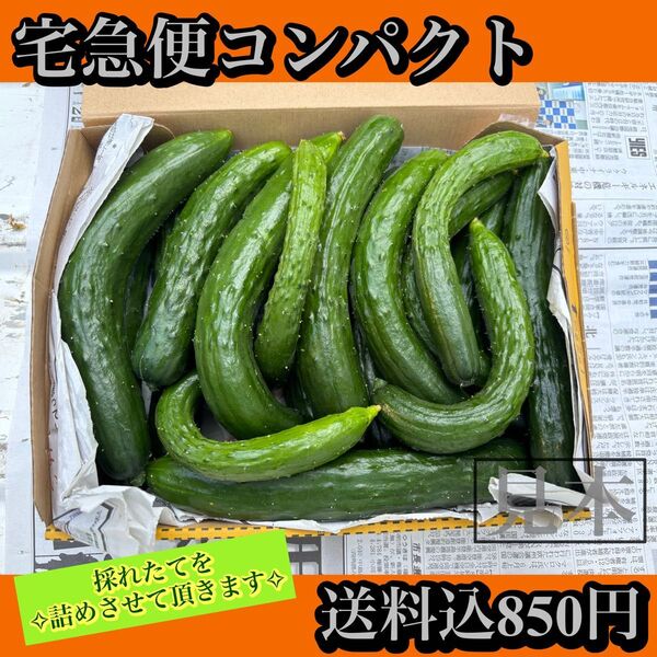 きゅうり(訳あり!)宅急便コンパクト!8/2以降発送予定!※早く発送して欲しい方はコメントください!