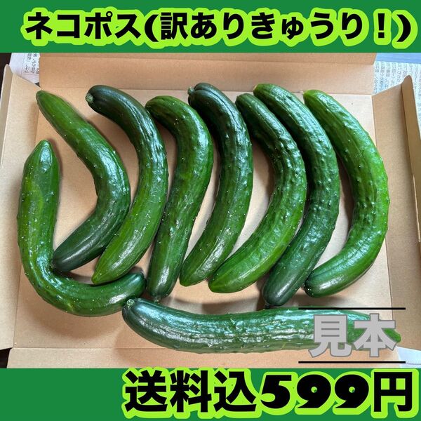 きゅうり(訳あり!)ネコポス※ 8/2以降発送予定!※土日祝日の発送は基本的に日付指定可能です^^ 訳アリきゅうり