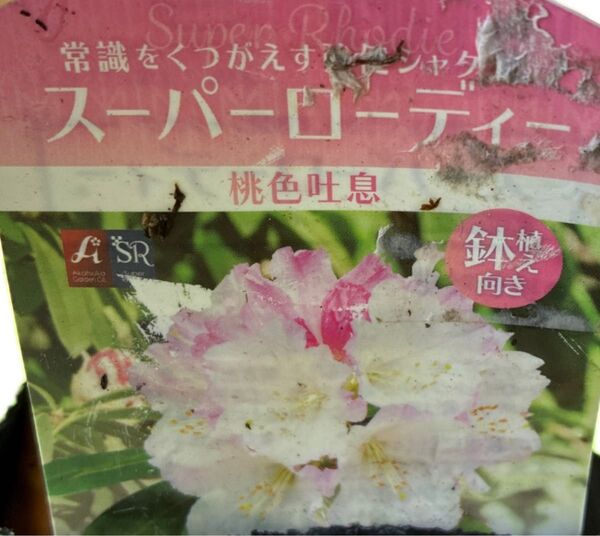 シャクナゲ スーパーローディー 桃色吐息 3.5号花無し鉢無しをネコポス発送