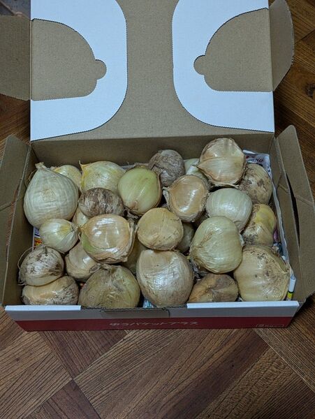 ジャンボにんにく1.2kg 送料込み、画像のようなものをお送りいたします