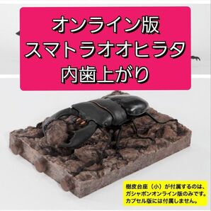 ガシャポンオンライン版 スマトラオオヒラタクワガタ 内歯上がり いきもの大図鑑 くわがた10 樹皮台座セット