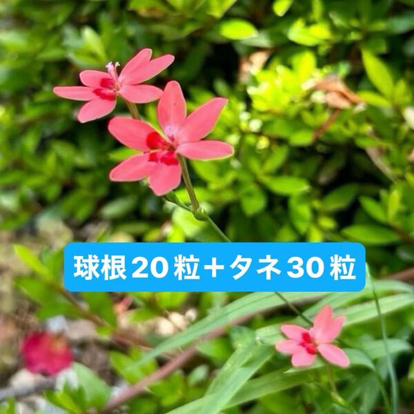ヒメヒオウギ 抜き苗(球根)20本以上 プラス種30〜40粒