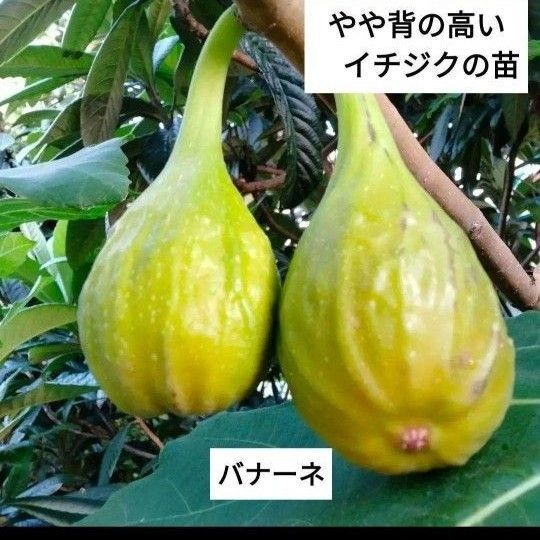 B.やや背の高いイチジクの苗 バナナクイーン (バナーネ)即購入可