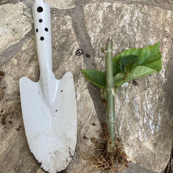 ウンベラータ ② 小さな株挿し穂 発根済み 1株観葉植物 土なし おまけペチコート水仙
