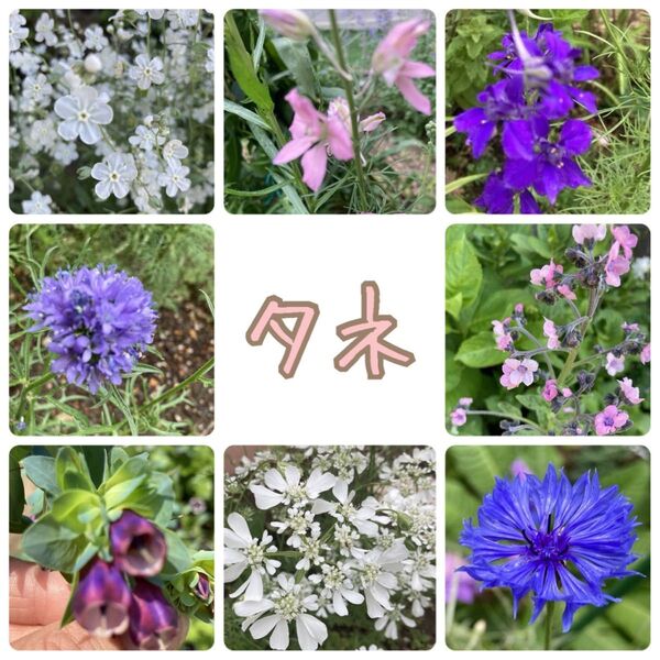 種 7種 30粒ずつ オルレア オンファロデス 矢車菊 千鳥草 セリンセマヨール ギリア タネ たね 花