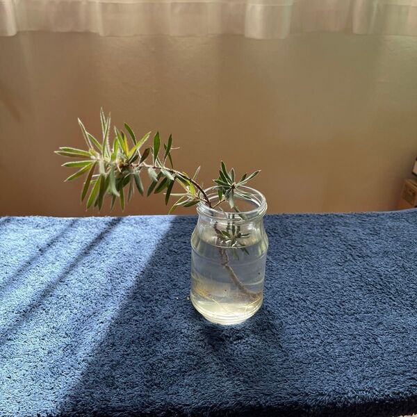 観葉植物 ブラシノキ カリステモン 苗