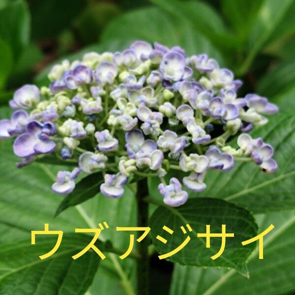 紫陽花 挿し穂 5本 ネコポス発送 あじさい