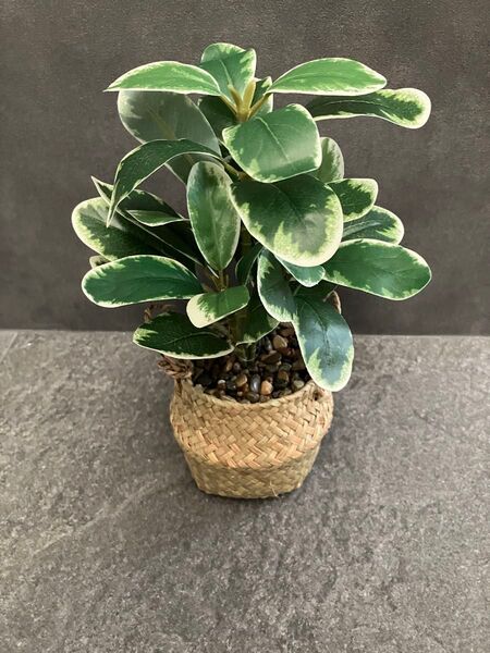 スリコ スリーコインズ フェイクフイリトベラ 人工観葉植物 フェイクグリーン