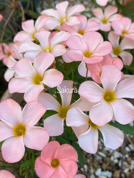オキザリス Oxalis Sakura 球根 オキザリス Oxalis 夏植え 秋咲き