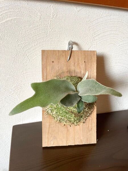 ビカクシダP Platycerium Hakuna Matata ハクナマタタ