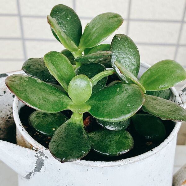 初心者にもおススメ放置でも強い!多肉植物 観葉植物 金のなる木 小株 根付き苗 3本 金の成る木 カネノナルキ 根付き ミニ苗