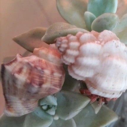 オカヤドカリ餌 サボテン 朧月