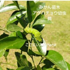 みかん苗木 アゲハチョウ幼虫餌②