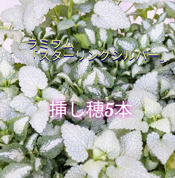 葉色が美しい☆ラミウム「スターリングシルバー」挿し穂5本セット+おまけ カット苗