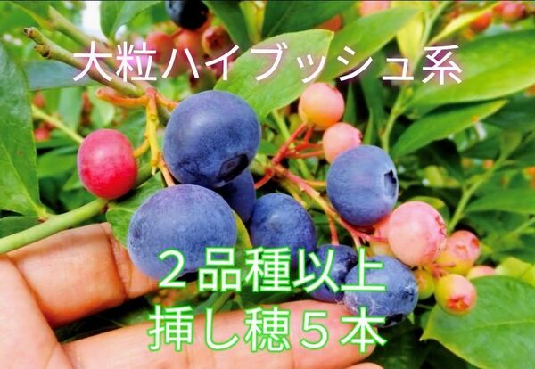 美味しい果実☆大粒ハイブッシュ系ブルーベリーの挿し穂2品種以上混合5本+おまけ