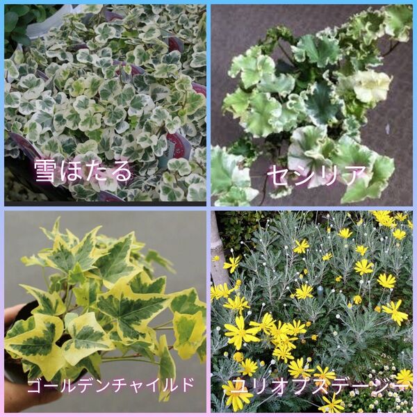 大人気アイビー雪ほたる&セシリア&ゴールデンチャイルド+ユリオプスデージー挿し穂