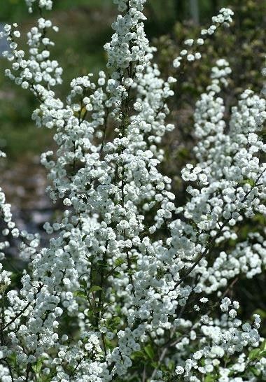 カスミソウみたい☆八重咲きの白花「シジミソウ(シジミバナ)」挿し穂5本+オマケ