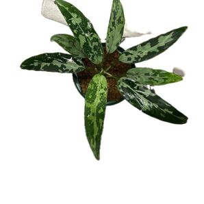 アグラオネマ 個人輸入 アチェ スマトラ 黒系細葉