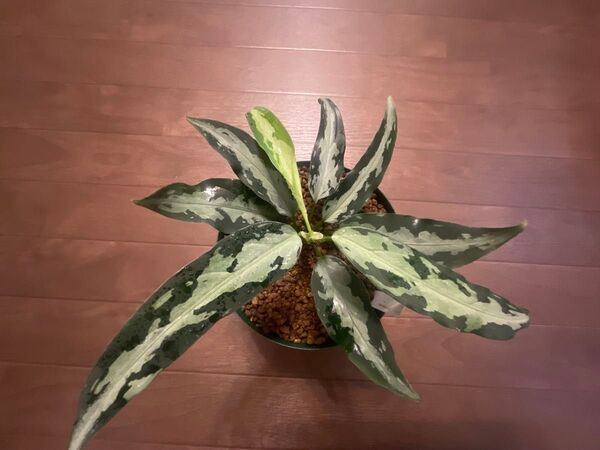 glaonemaPictum AcehSumatera【T-020219-b-1