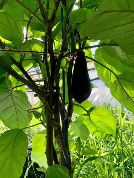 【80サイズ】【訳あり】ナス シシトウ オクラ きゅうり等【農薬不使用】【肥料不使用】【有機JAS認証圃場】