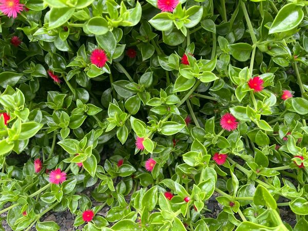 多肉植物ベビーサンローズ カット苗