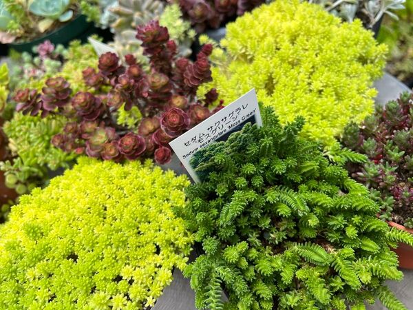 多肉植物セダム カット苗