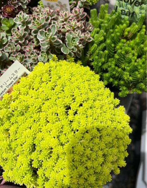 多肉植物セダム カット苗