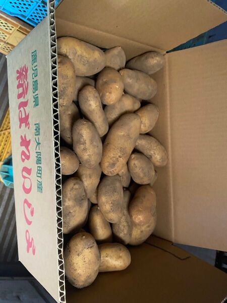 鹿児島県産新じゃが ホッカイコガネ Lサイズ 10キロ